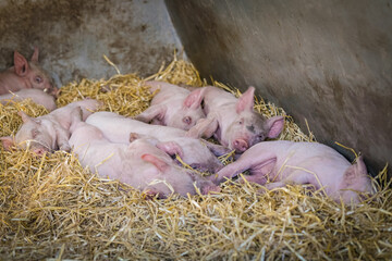 Alternative Freilandhaltung von Schweinen, kleine Ferkel schlafen im Stroh einer Outdoor-Schweineh&uuml;tte.