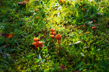 Small orange mushrooms among the grass covered with dew