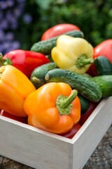 Wooden box with fresh vegetables (tomato, cucumber, bell pepper) in the garden, on the farm. Selective focus, Close up.