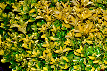 Closeup in perspective of an evergreen spindle tree, England, UK