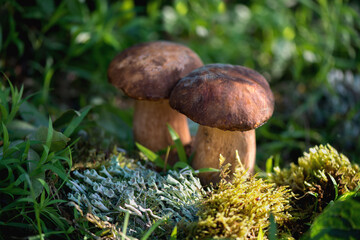 Group of forest porcini mushrooms on a lawn in a forest