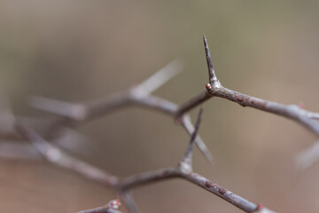 Thorns