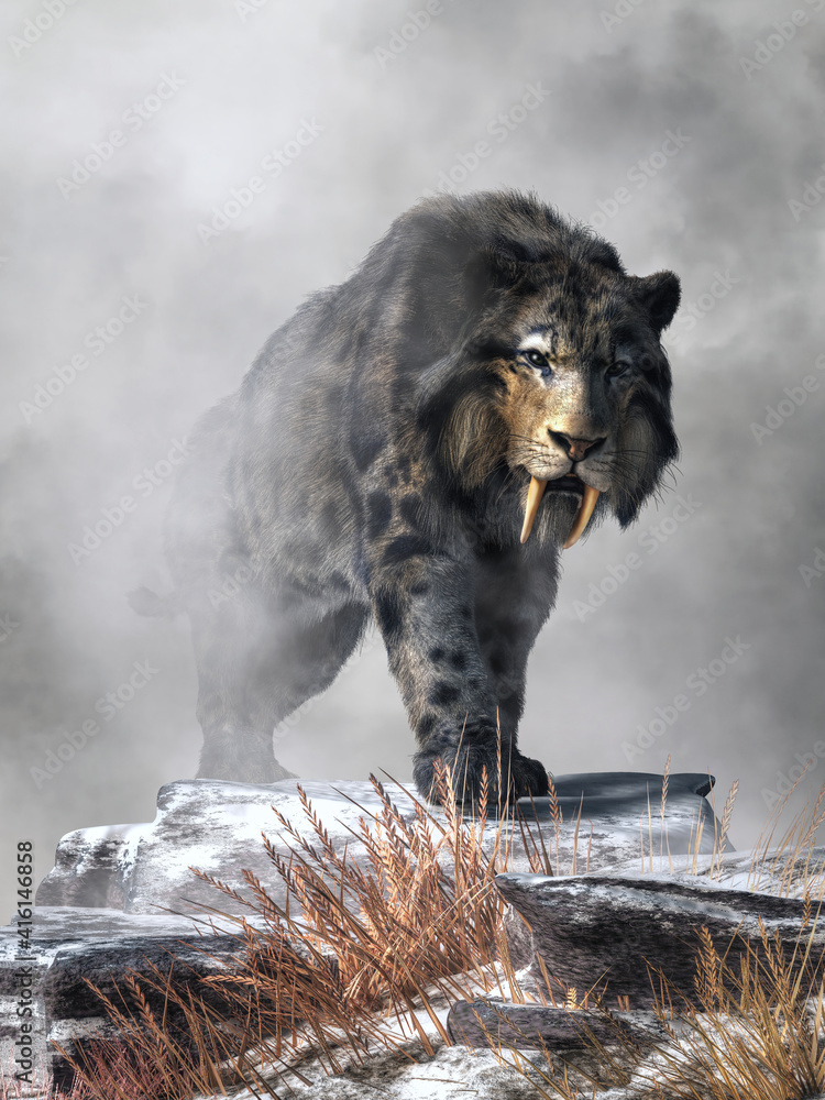 Aufkleber A saber tooth cat with long fur emerges from from the fog on  a snowy winter day. This is smilodon fatalis, the best known of all saber toothed big cats.  It lived during the last ice age.