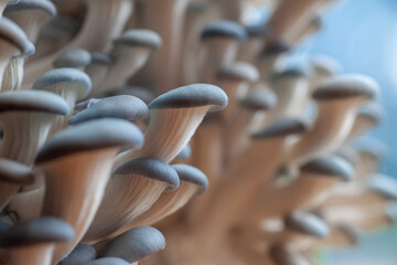 Fototapeta premium A big group of oyster mushrooms 