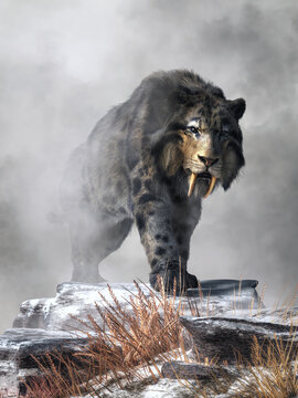 A saber tooth cat with long fur emerges from from the fog on  a snowy winter day. This is smilodon fatalis, the best known of all saber toothed big cats.  It lived during the last ice age.