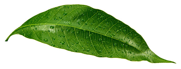 mango leaves isolated on white background. clipping path