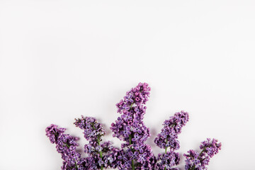 Branch of bright lilac flowers on the white background. Minimal spring concept. Congratulations on...