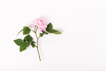 Flower composition. Pink rose on white background. Flat lay, top view, copy space. Pink rose bud with leaves and stem