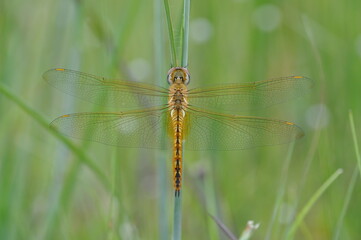 A dragonfly is an insect belonging to the order Odonata, infraorder Anisoptera