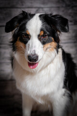 Australian Shepherd