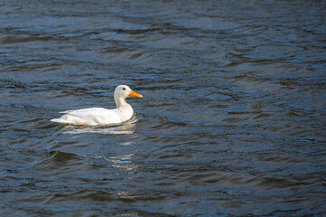 White mallard duck, started life as a yellow duckling