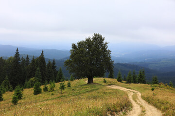mountainous countryside in summertime. path uphill in to the distance. trees on the rolling hills....