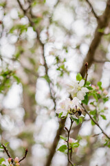 Spring Apple Blossom Tree Branch with Pink Flower Buds