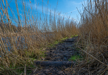 Muddy trail between reed in nature reserve the "Oostvaardersplassen" in the Netherlands