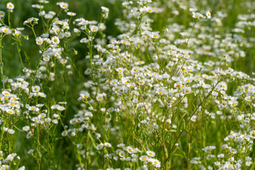 Meadow flowers in summer.
