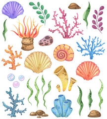 Watercolor set of shells, corals and marine flora on a white background
