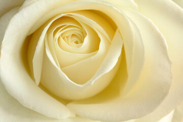 Cream and white rose for weddings and backgrounds