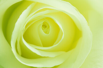 Yellow and lemon pastel colour rose background