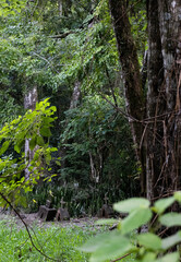 cemetery in the forest