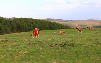 Cows on a green summer meadow