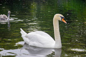 Obraz premium Swans on the lake in the Stephen's green, Dublin, Ireland.