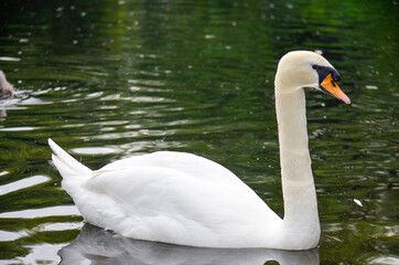 Swans on the lake in the Stephen's green, Dublin, Ireland.