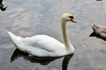 Swans on the lake in the Stephen's green, Dublin, Ireland.