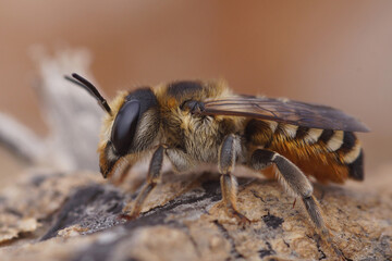 Close up of a colorful female leafcutter bee, Megachile albisecta, from Gard, France