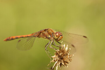 Closeup of the Ruddy darter dragonfly ,  Sympetrum sanguineum , sitting on a dried out flowerhead