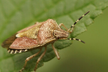 Naklejka premium Closeup of the hairy shieldbug , Dolycoris baccarum