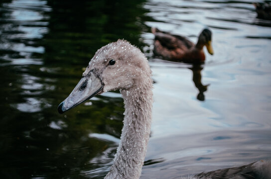 Swans on the lake in the Stephen's green, Dublin, Ireland.