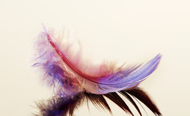 bird feather design dream light reflection multicolor