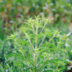 Blooming ambrosia bushes. Ragweed plant allergen, toxic meadow grass. Allergy to ragweed ambrosia ....