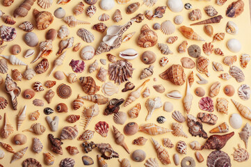 a lot of different empty sea shells on yellow background, macro details