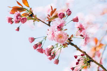 Obraz premium Beautiful nature scene with branches of blooming cherry tree in spring. Sakura flowers in bloom.