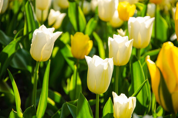 Yellow and white flowers of tulips nature background