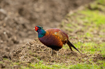 Ring necked Pheasant foraging in winter.  Scientific name: Phasianus Colchicus. Cock pheasant with muddy beak foraging in  ploughed field.   Facing left in rainy weather.  Horizontal.  Space for copy