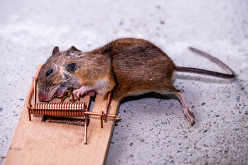 Mouse trapped in Mouse trap in the shed