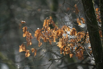 Wald mit welken, roten, braunen, Blättern einer Buche oder Hainbuche, Carpinus betulus im...