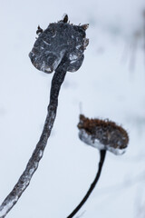 frozen plants in the snow storm