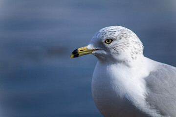 Close up of seagull