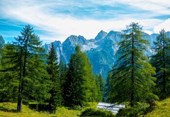 Árboles que dejan ver las cumbres de los Alpes Julianos cerca de Kranjska Gora, Eslovenia