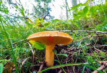Un hongo de color naranja en un bosque de los Alpes Julianos cerca de Kranjska Gora, Eslovenia