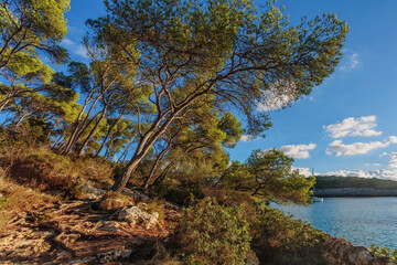Trees on the slope of mountain against the blue sky.