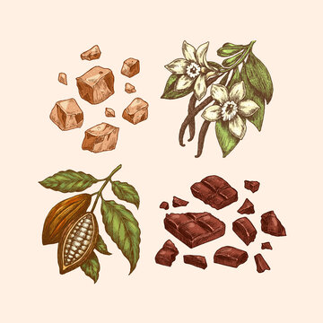 Chocolate ingredients collection. Engraved style. Cocoa bean, chocolate bar explosion, toffee and vanilla bean and flower. 