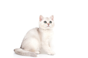 Obraz premium A beautiful white kitten British breed sits on a white background, looks up.