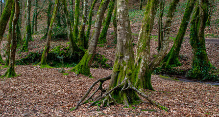Brittany, France; February 17, 2021: a very strange tree in the fairytale forest of Brocéliande, Tréhorenteuc in the Morbihan.