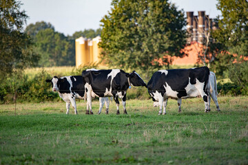 Kühe vor dem Bauernhof