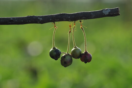 Weaver ants or green ants (genus Oecophylla) are eusocial insects of the family Formicidae (order Hymenoptera).