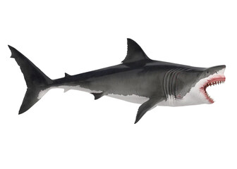 Fototapeta premium Great White Shark Isolated